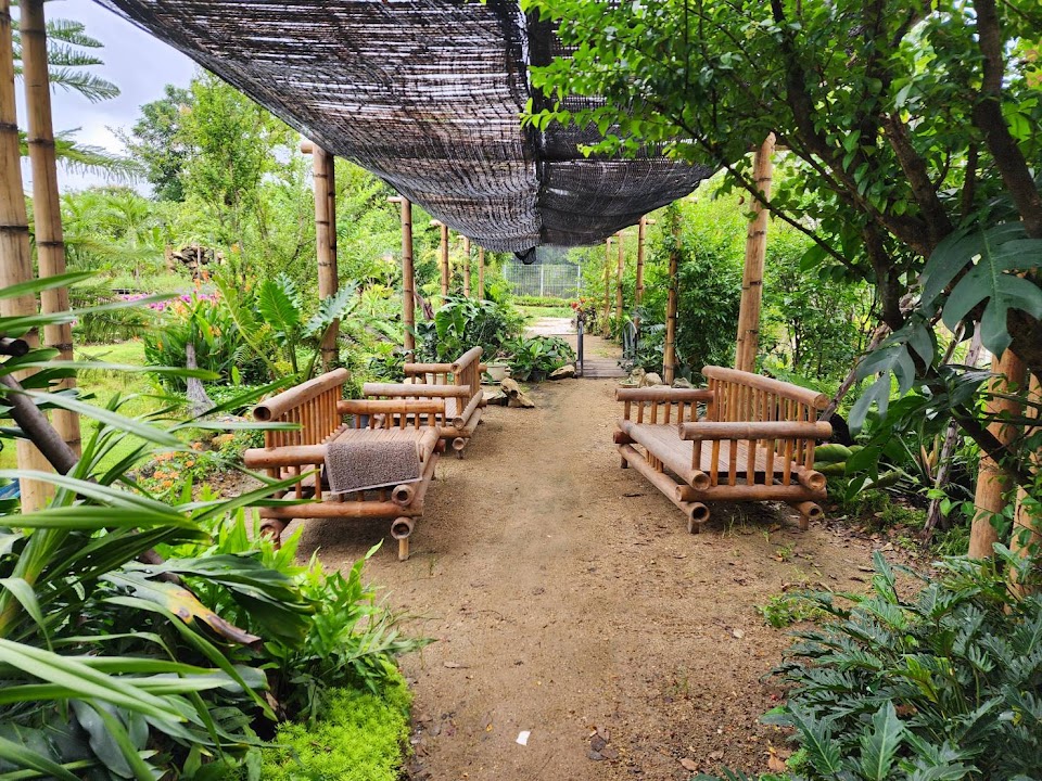สวนนกยูงลุงพงศ์ - UNCLE PONG PEACOCK FARM