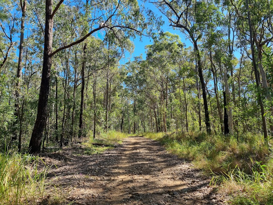 Nerang National Park