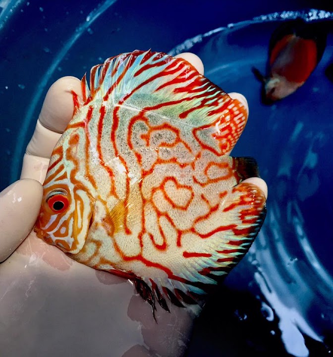 Exotic Discus