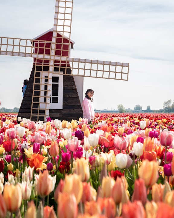 Tulip Experience Amsterdam