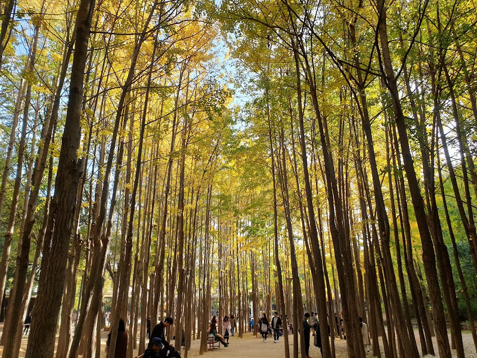Seoul Forest Park