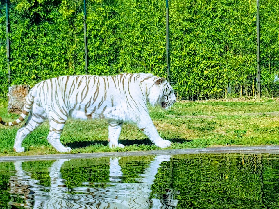 Maia Zoo