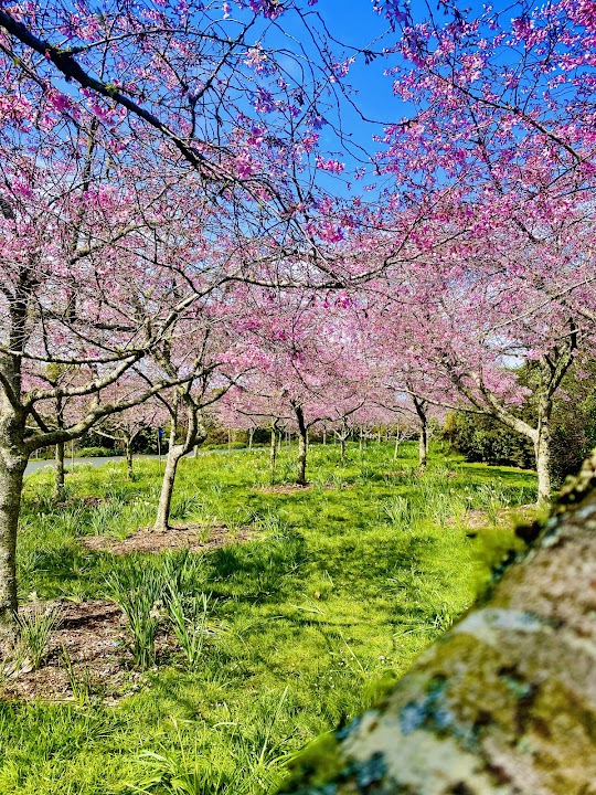 Botanic Gardens Off Leash Area