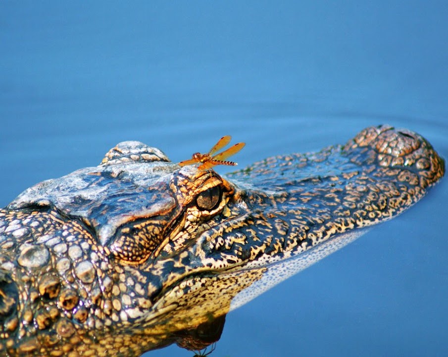 Cajun Pride Swamp Tours