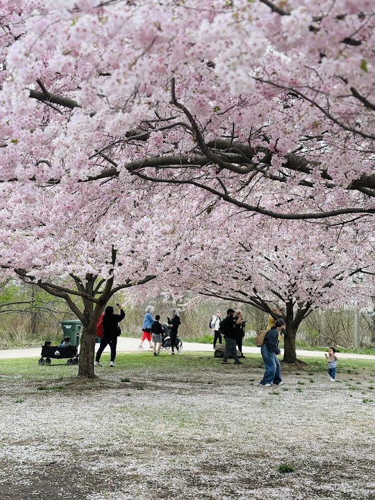 Jackson Park Cherry Blossoms