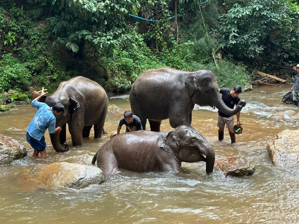 Chiang Mai Elephant Sanctuary