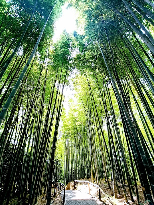 Kōdai-ji Temple Bamboo Forest