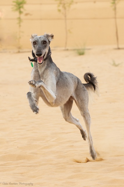 BarkPark Dubai