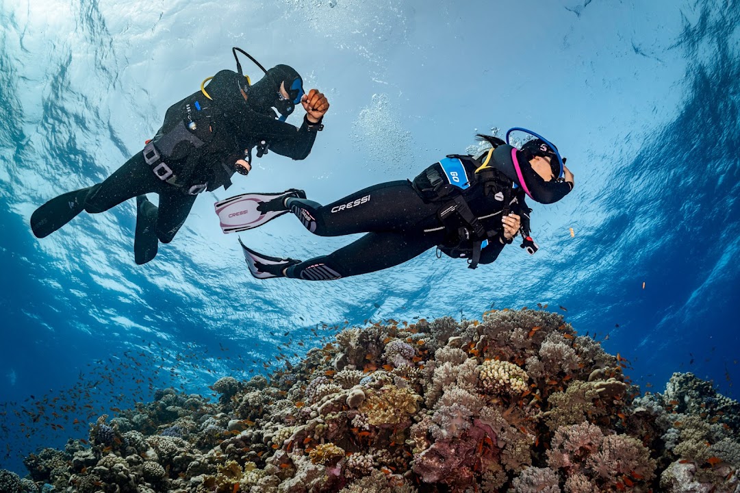 Squalo Divers Puerto Morelos - PADI 5 Star IDC Center