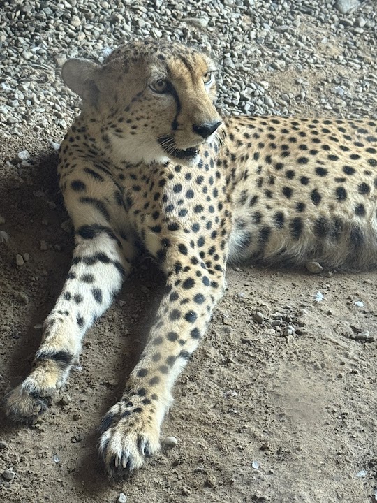 Arabia's Wildlife Centre