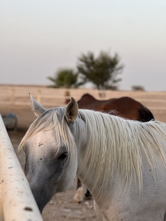 وادي صالح