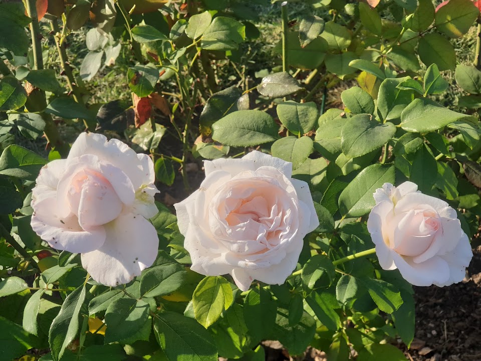 Roseto comunale