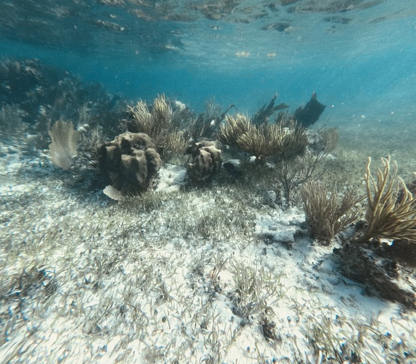 Arrecife de Coral