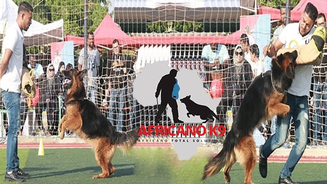 Africano Dogs Training