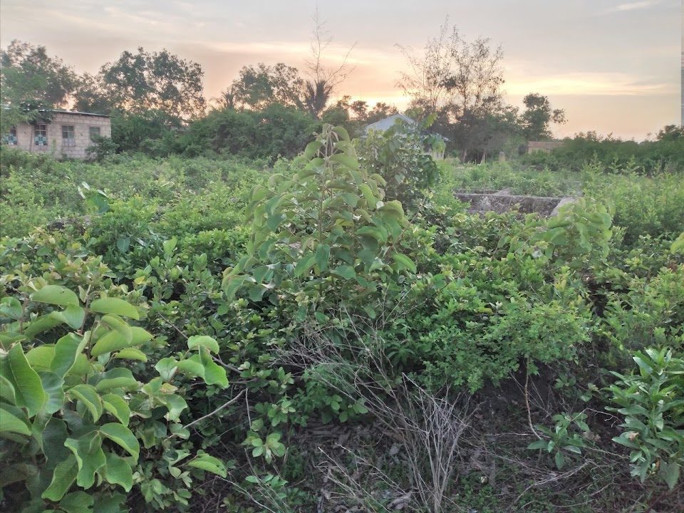 Makaburini, Waislamu (Muslims cemetery)