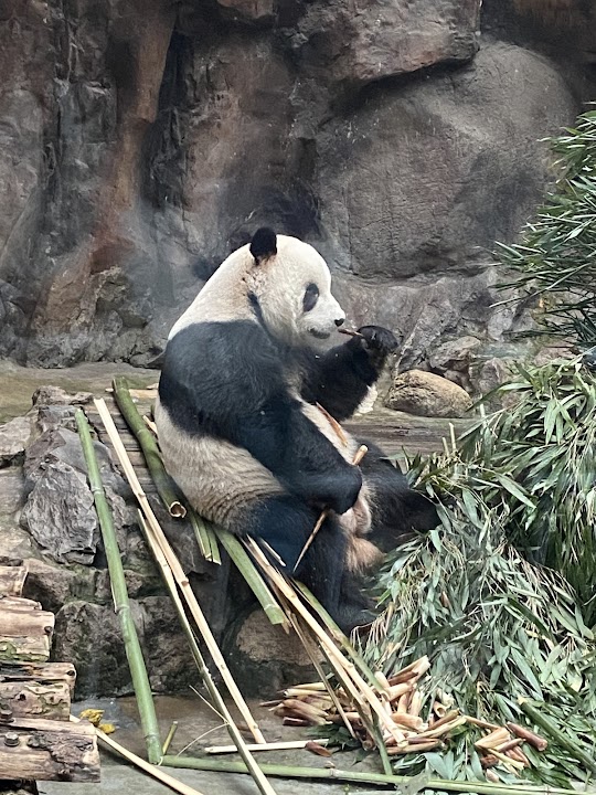 Beijing Zoo