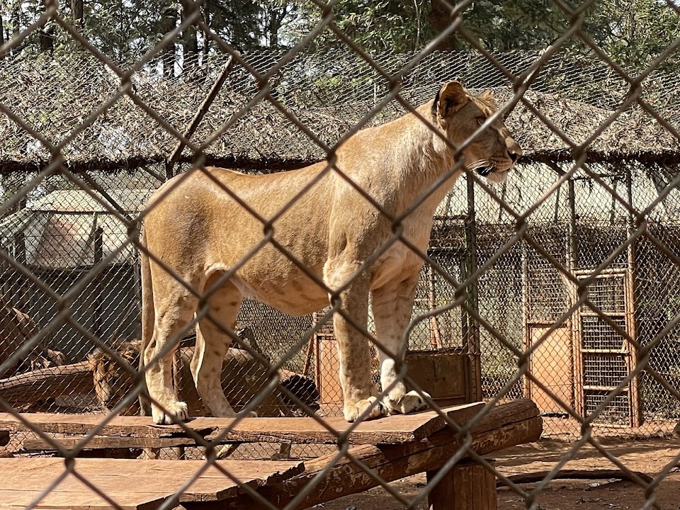 Nairobi Animal Orphanage