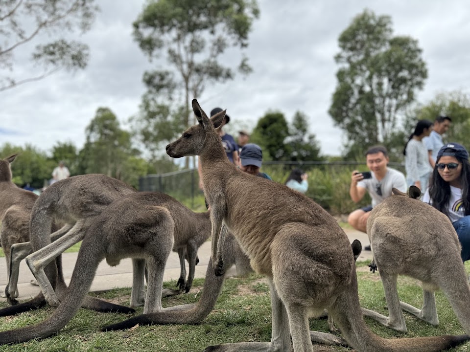 Symbio Wildlife Park — Sydney experience