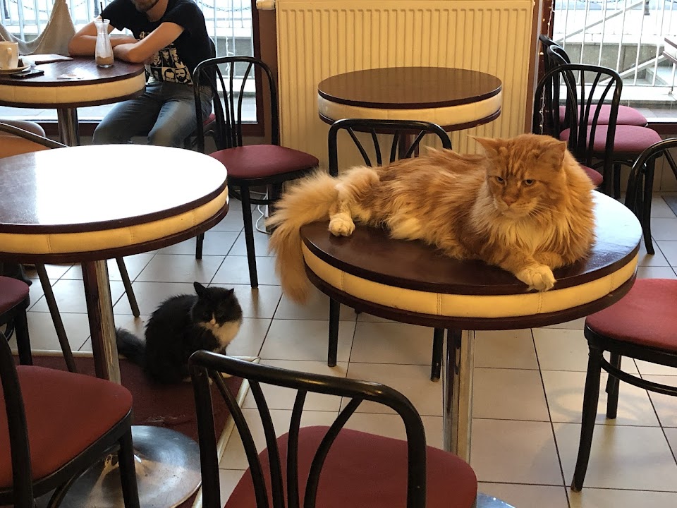 Cat Café Kociarnia
