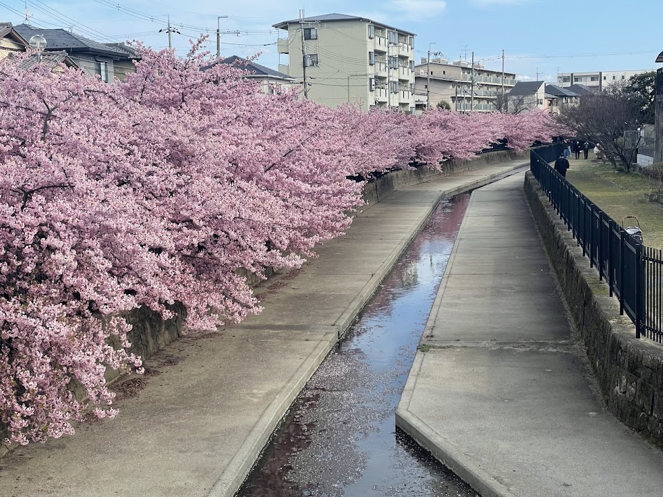 Kawazu-Zakura Cherry Trees in Yodo