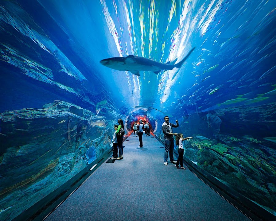 Dubai Aquarium & Underwater Zoo — Dubai experience