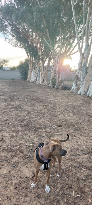 Zoo dog park