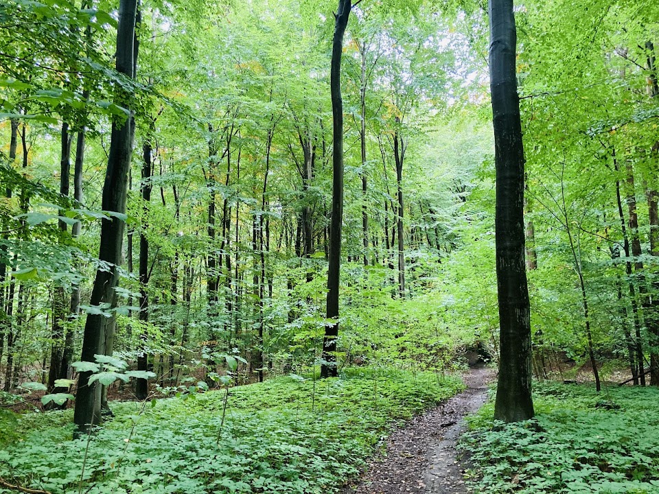 Charlottenlund Skov