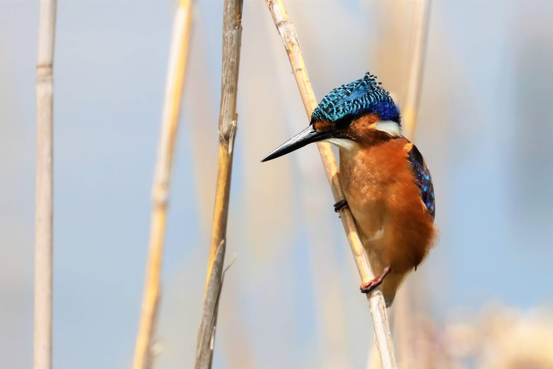 Marievale Bird Sanctuary