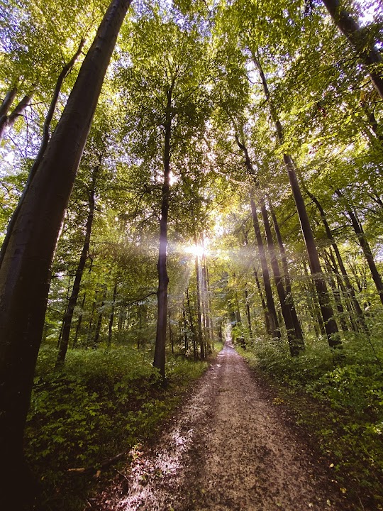 Forêt de Soignes