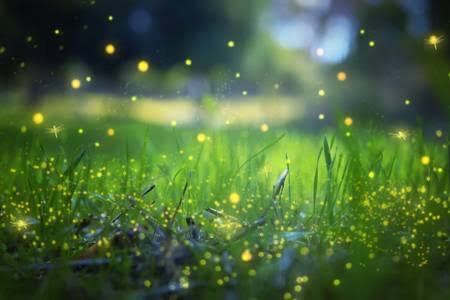The Fire Flies Garden