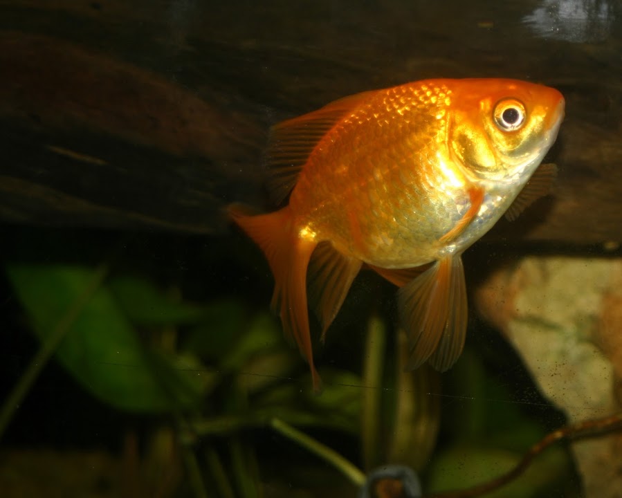 Old Havana Aquarium — Havana experience