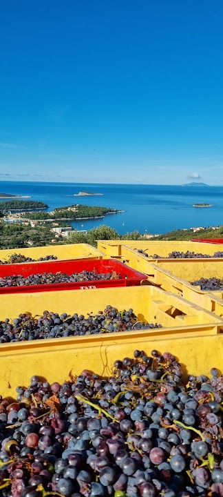 Dubrovnik Cellars Winery
