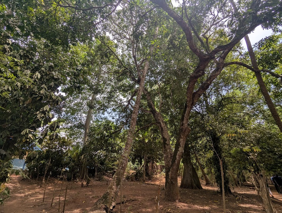Masingini Forest