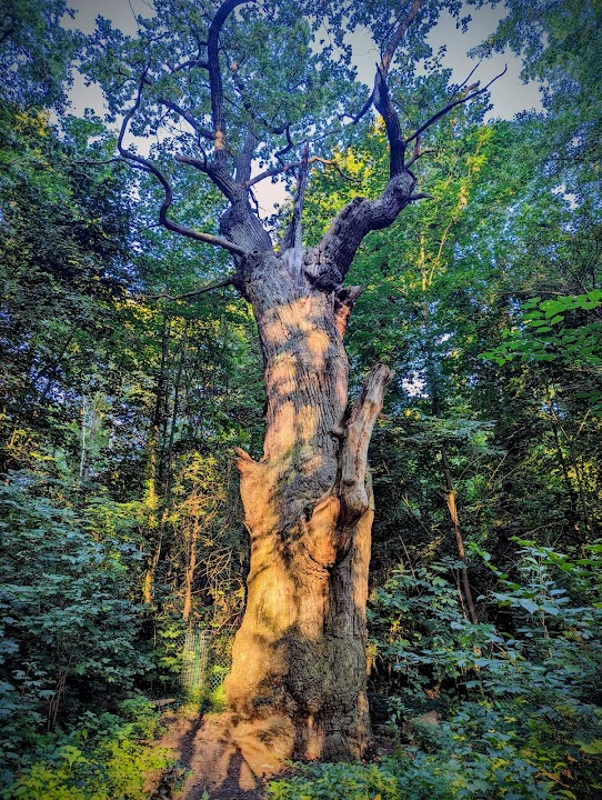 Tegel forest (southern part)