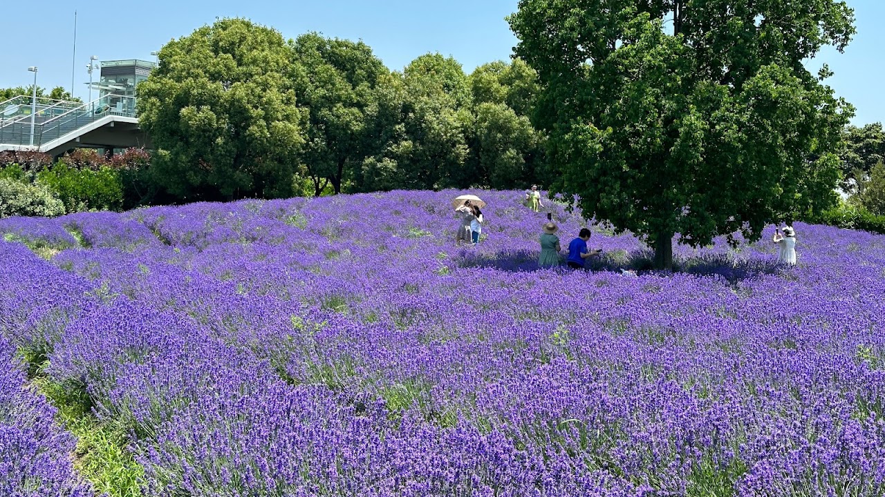 Shanghai Lavender Park