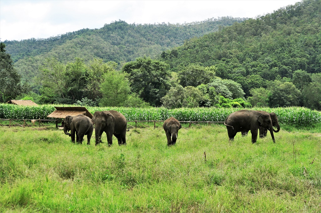 Chiang Mai Elephant Home - Office in the City