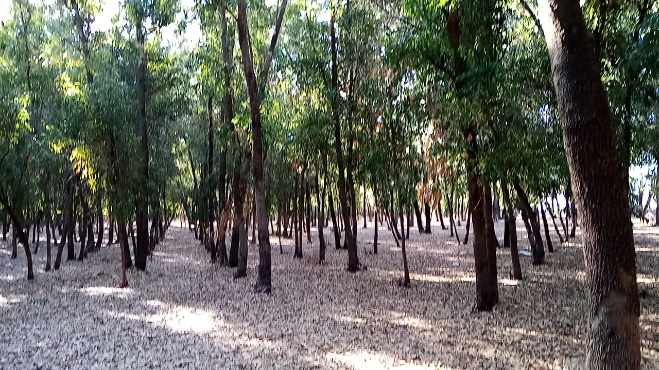 Bouskoura Forest