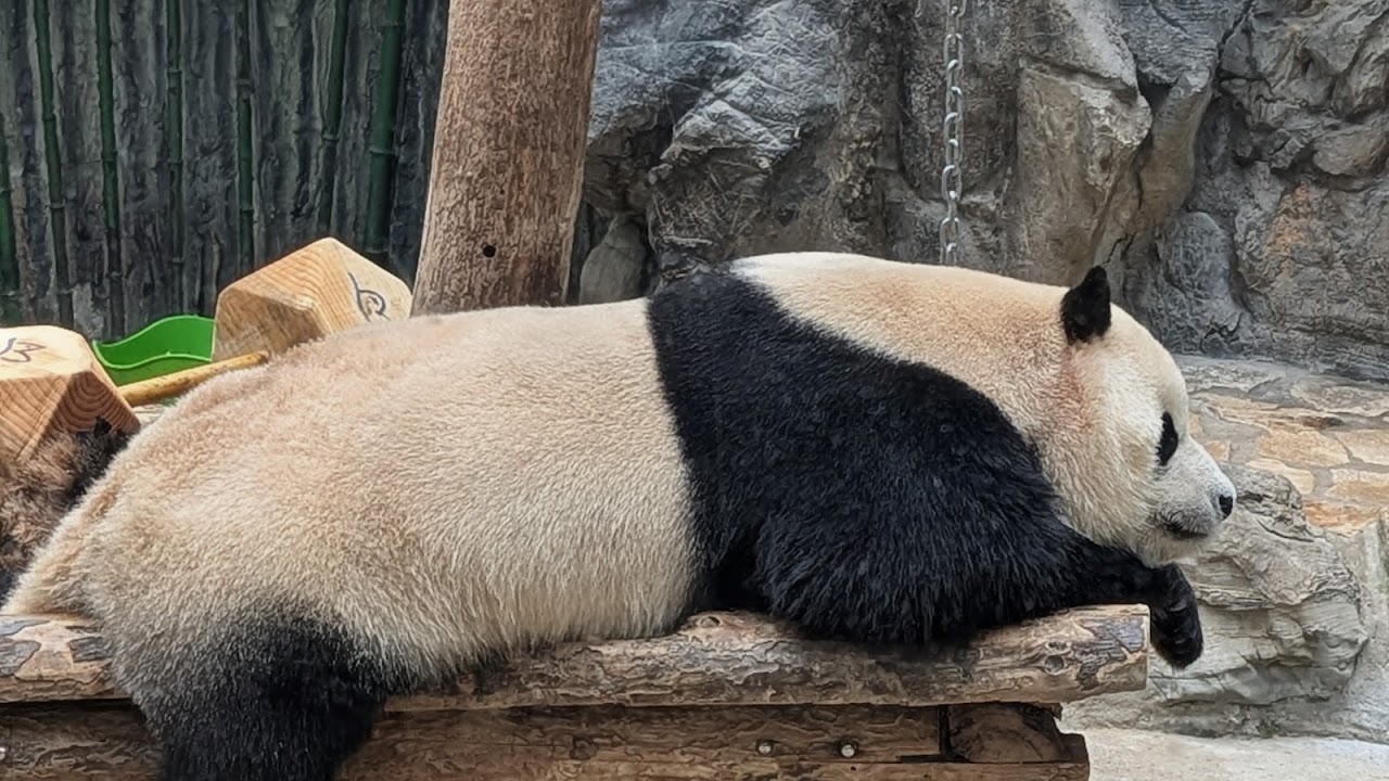 Beijing Zoo （North Gate）