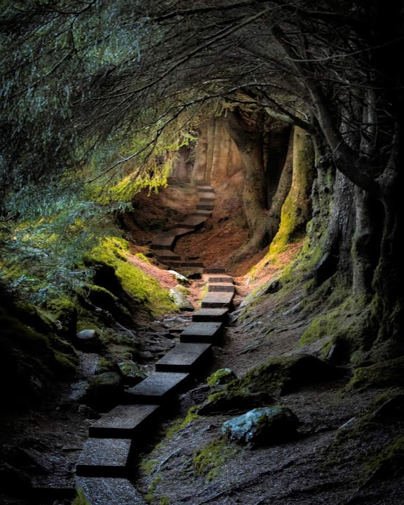 Ballinastoe Woods