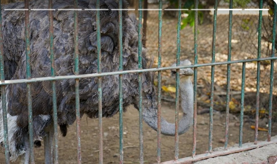 Giza Zoo