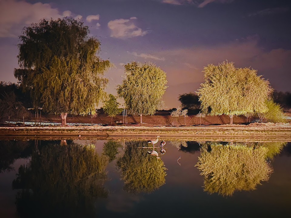 Al Qudra Lake Oasis