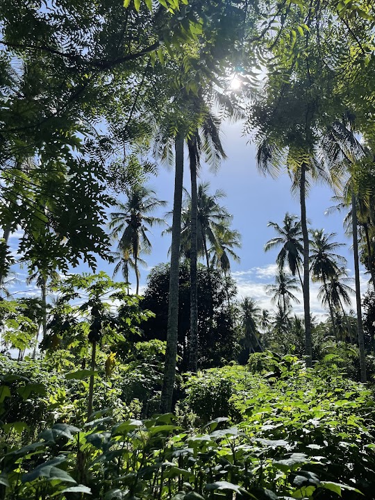 Msonge Family Organic Farm