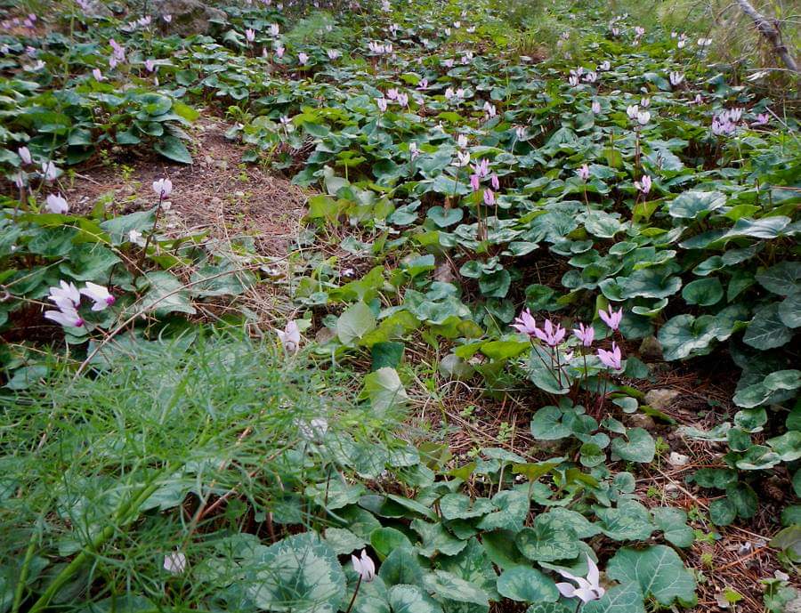 Cyclamen Hill - Tal Shahar
