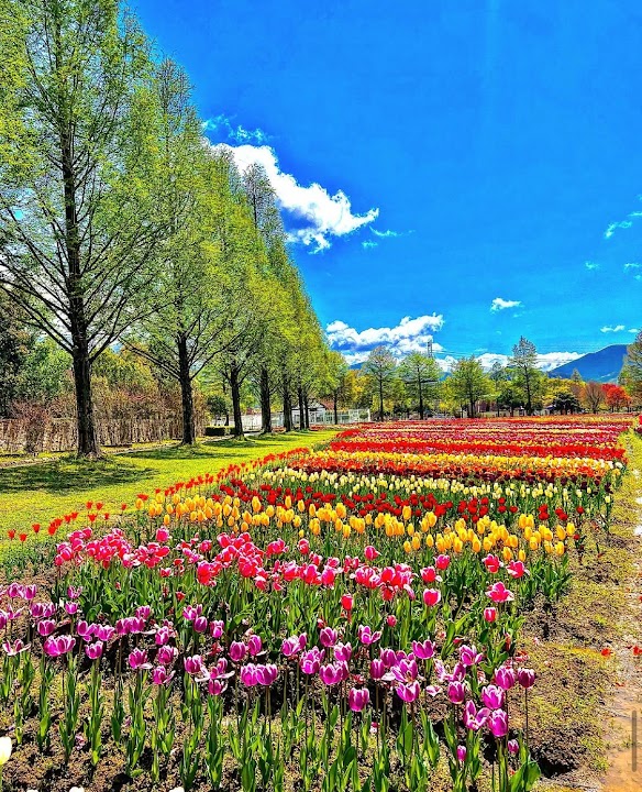 Blume no Oka