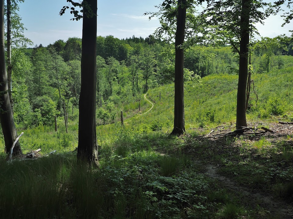 Frederiksdal Forest