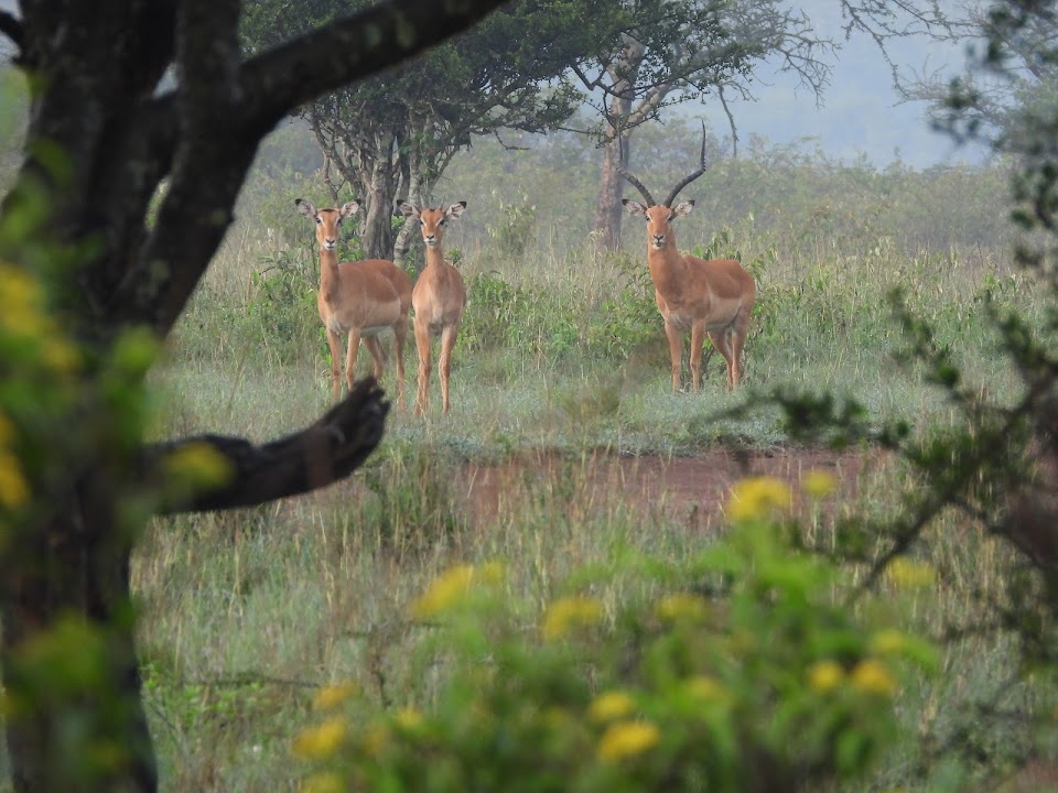 Silole Sanctuary