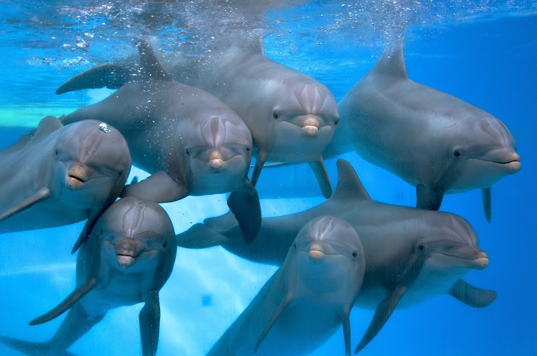 Dolfinarium of Bruges