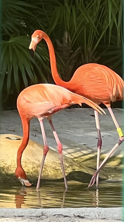 Flamingo Habitat