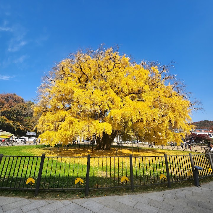 Jangsudong Ginkgo Tree