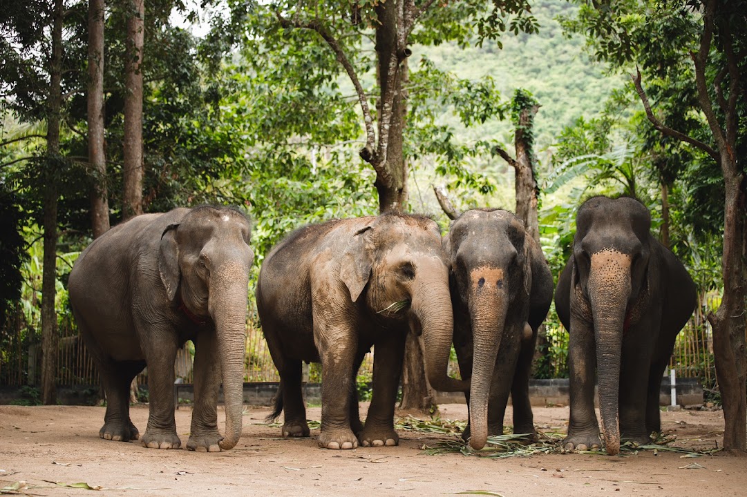 Elephant Jungle Sanctuary Phuket